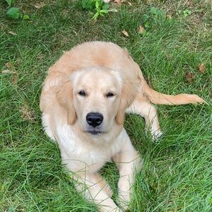 Meet your Posher, Violet